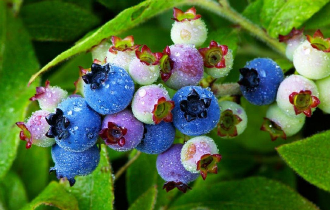 wild blueberries