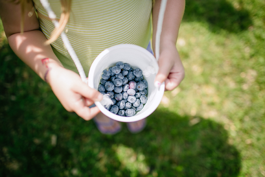 Blueberries are now in season