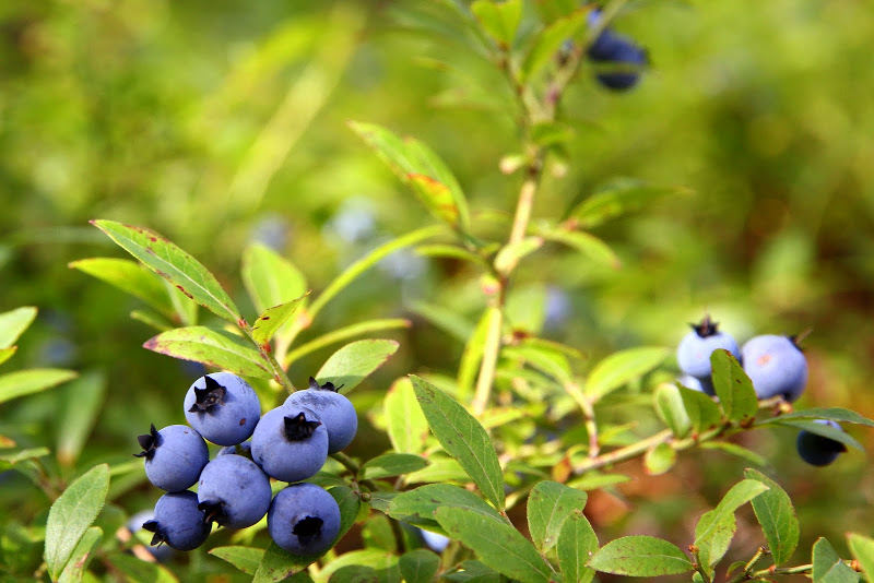 Blueberries season