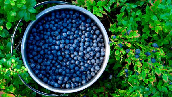 blueberries handling care