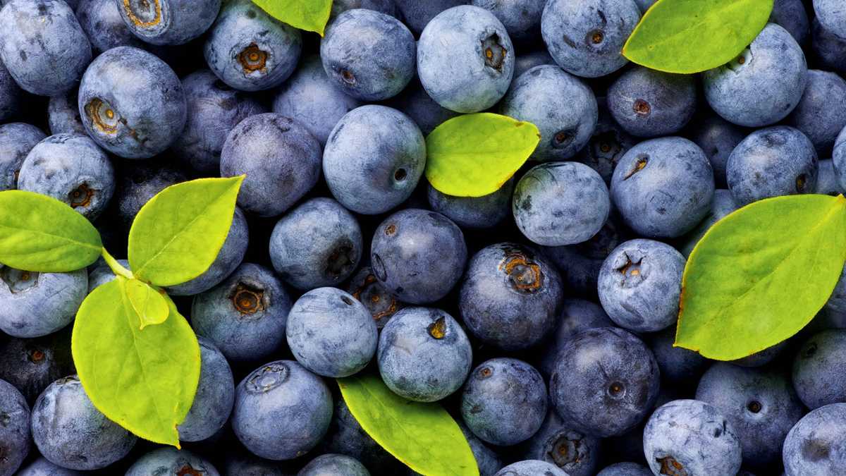 blueberry festival