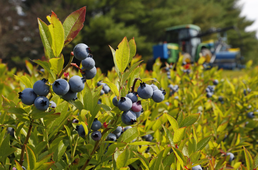 blueberry prices