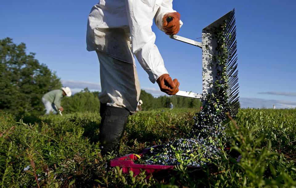 blueberry prices