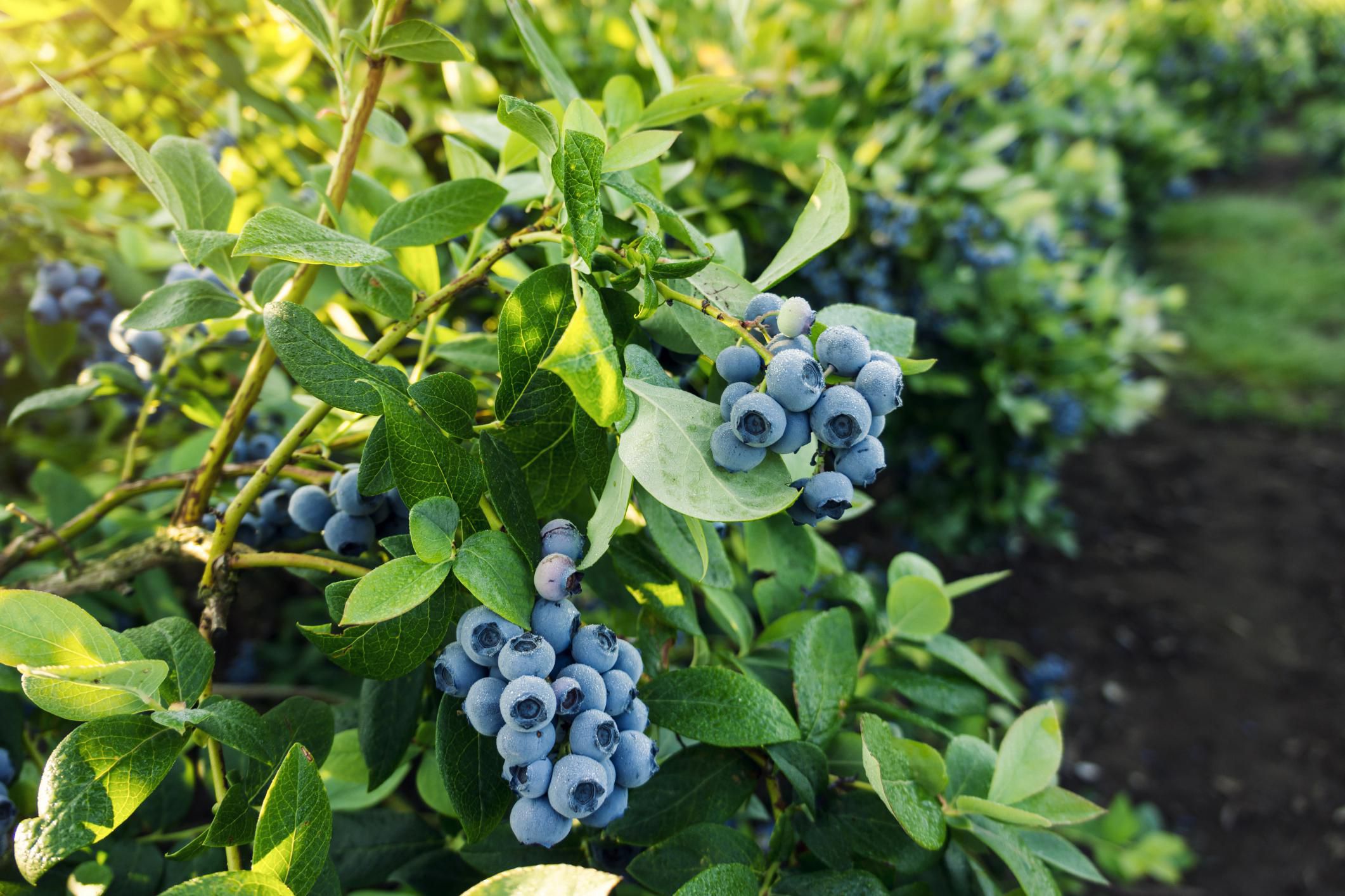 Blueberries Improve Fertility