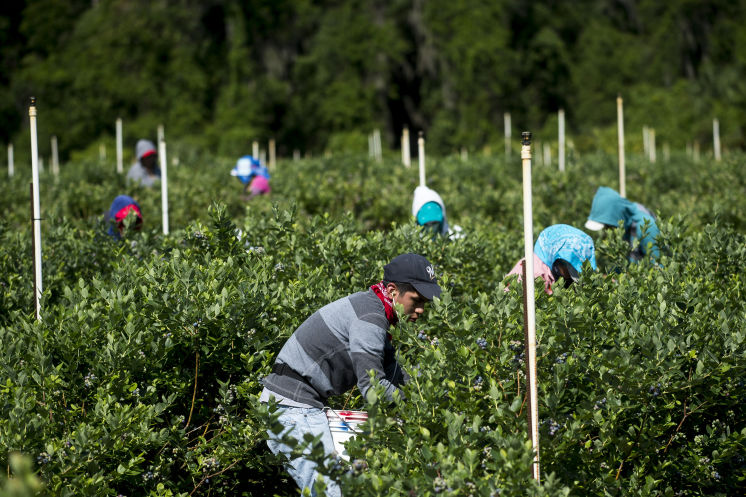 Growing Blueberries