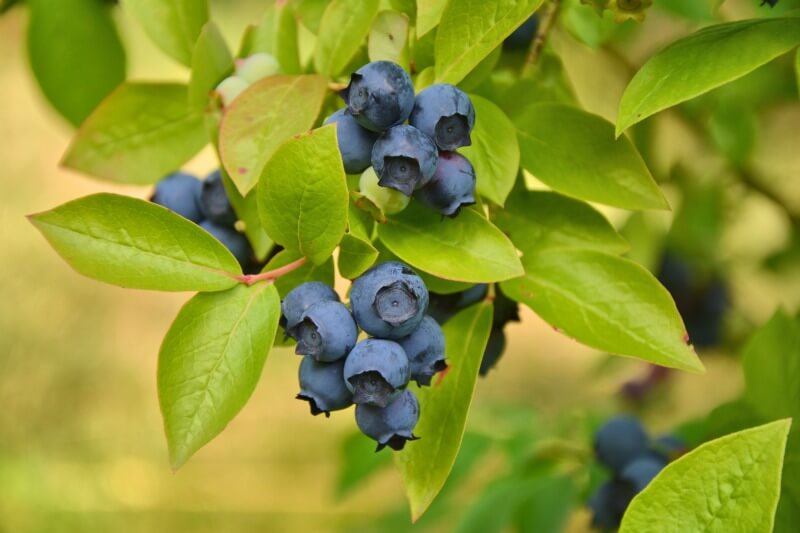 Growing Blueberries