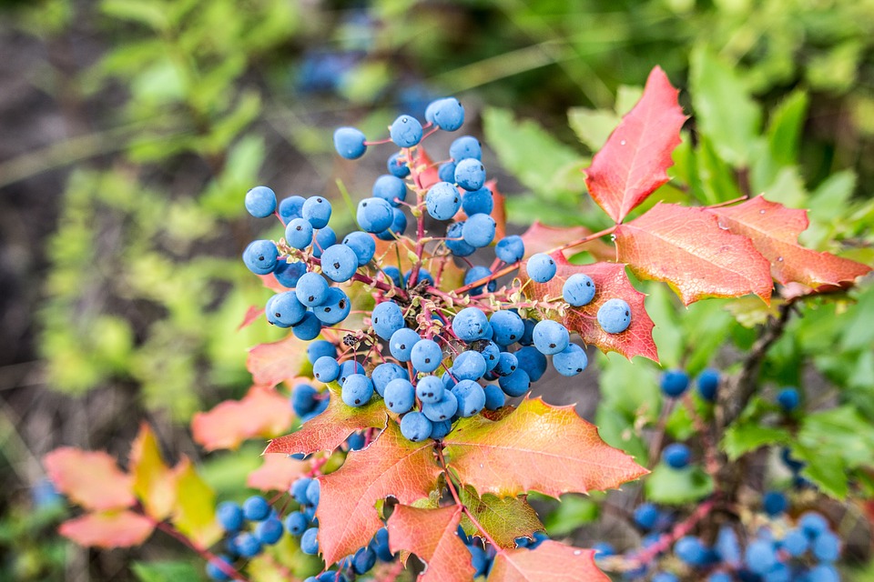 Wild Blueberries