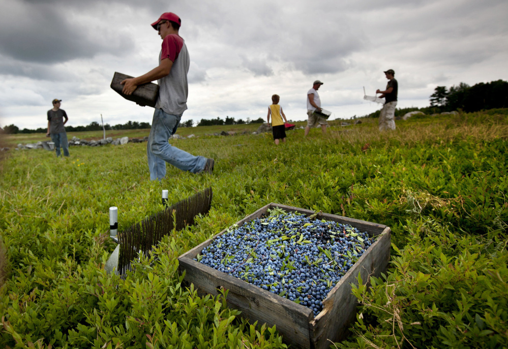 blueberry producers