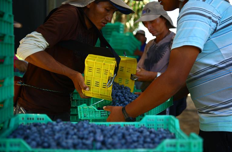 blueberry producers