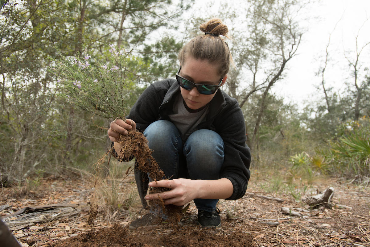 Volunteers replant blueberry bushes in Florida