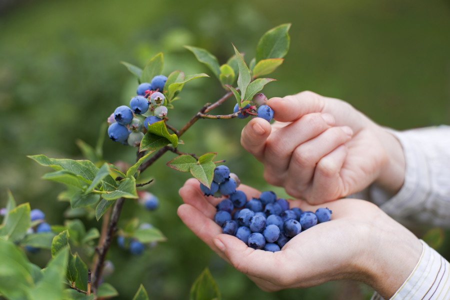 South African blueberry expansion