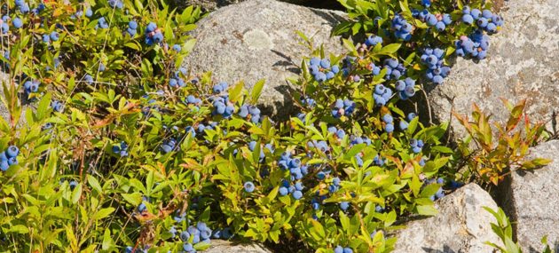 Combat Obesity With Blueberries Intake