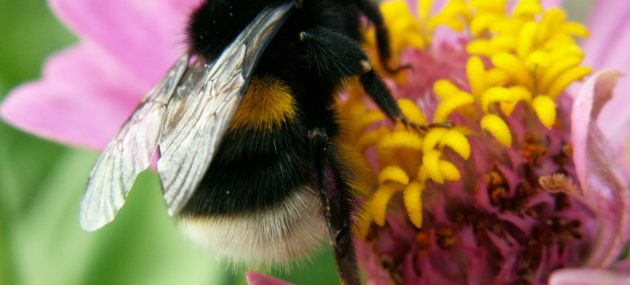 Bumblebees Boost Blueberry Yield