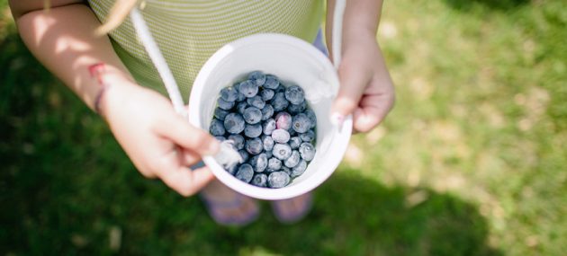 Blueberries are now in season, with a less than bountiful crop