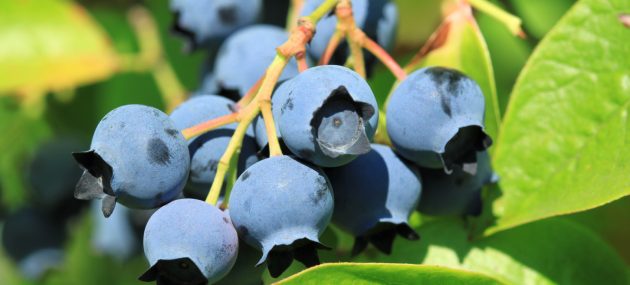 After a cold start, blueberry season is heating up in the region