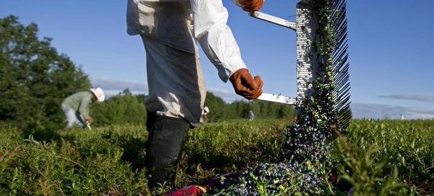 USDA again tries to help blueberry prices with $10 Million buy