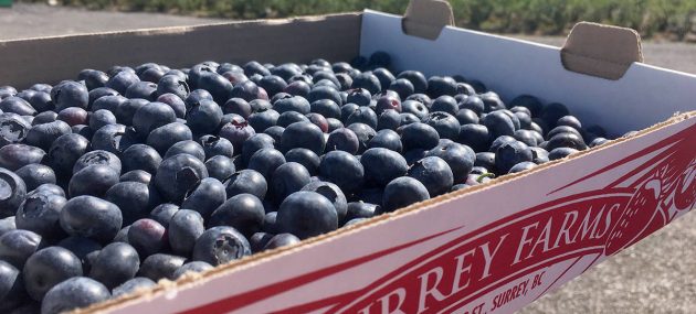 Blueberry crops not as fruitful as last year, reports Surrey Farms