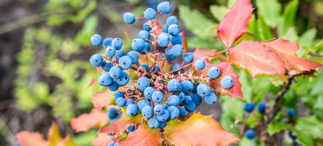 New ECHL team considering ‘Wild Blueberries’ for nickname