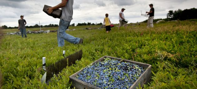 Government vague on help for blueberry producers