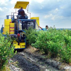 All That You Need To Know About Growing Blueberries