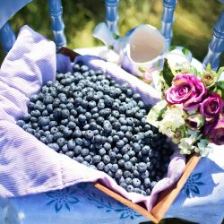 Nutritive Facts About Blueberries