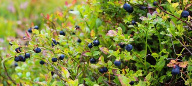 Blueberries and black tea can help your gut bacteria fight the flu