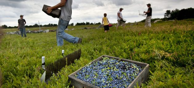 2017 Is A Bad Year For Blueberries