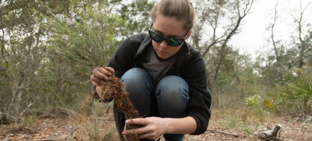 Volunteers replant blueberry bushes in Florida