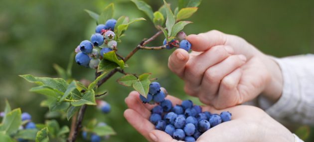 South African blueberry expansion takes industry by surprise