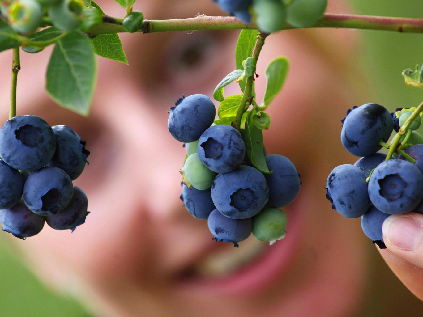 Blueberries