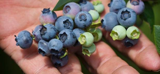 Blueberry season over earlier than usual in warm weather