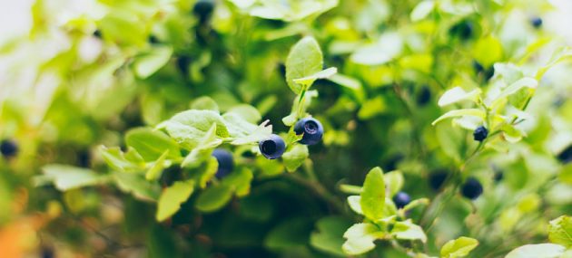 Demand spiking for imported blueberries