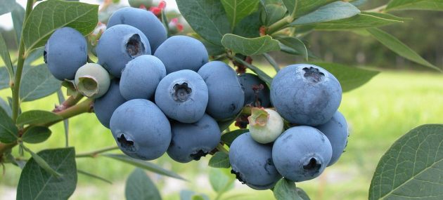 Cold weather gives blueberry crop a boost