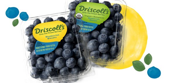 New sources crucial to better blueberries