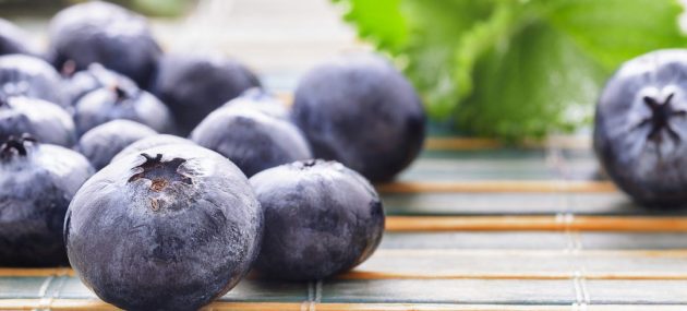 Polish blueberry conference explores challenges faced by the industry