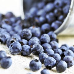 Why Blueberries are Coated in a White Powder