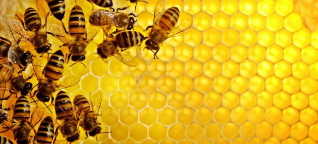 Local blueberry crop in trouble? Why some beekeepers are staying away