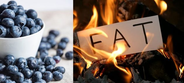 Could wild blueberries help burn fat during exercise?
